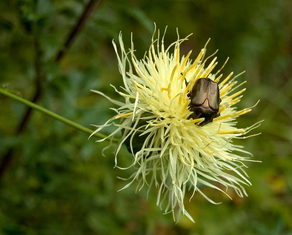 Image of Rhaponticoides ruthenica specimen.