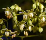 Humulus lupulus