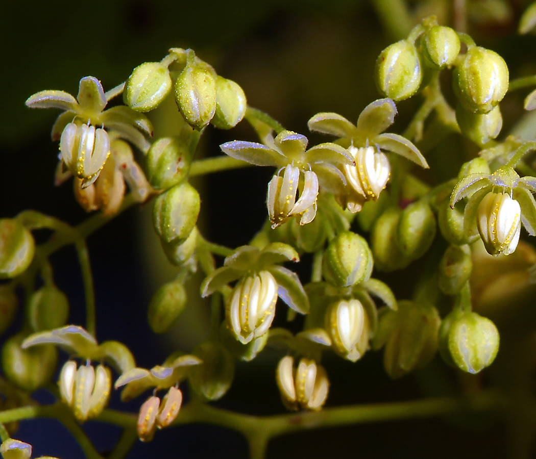 Изображение особи Humulus lupulus.