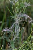 Epilobium adenocaulon