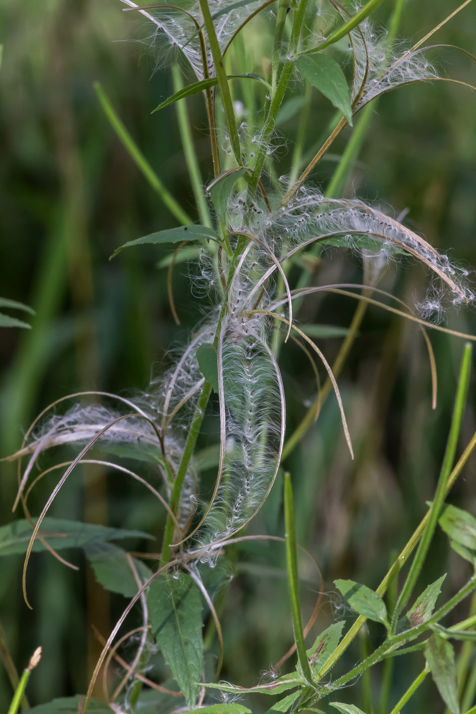 Image of Epilobium adenocaulon specimen.