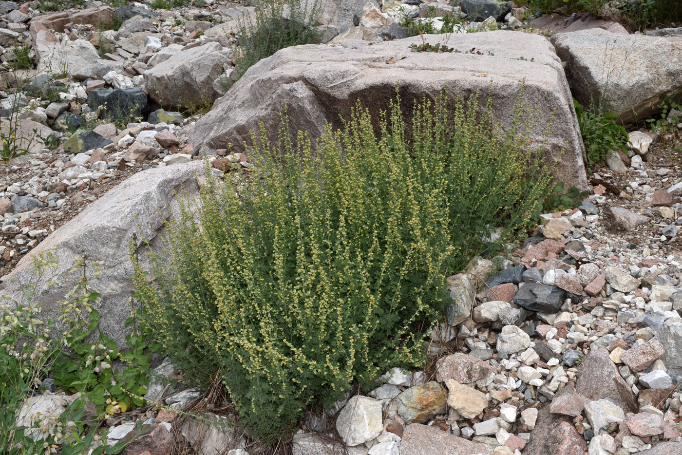 Image of Artemisia persica specimen.