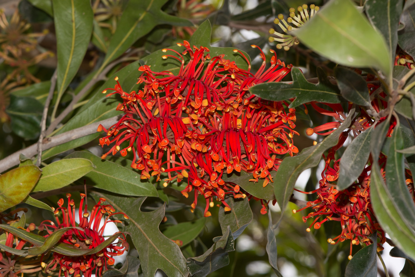 Image of Stenocarpus sinuatus specimen.