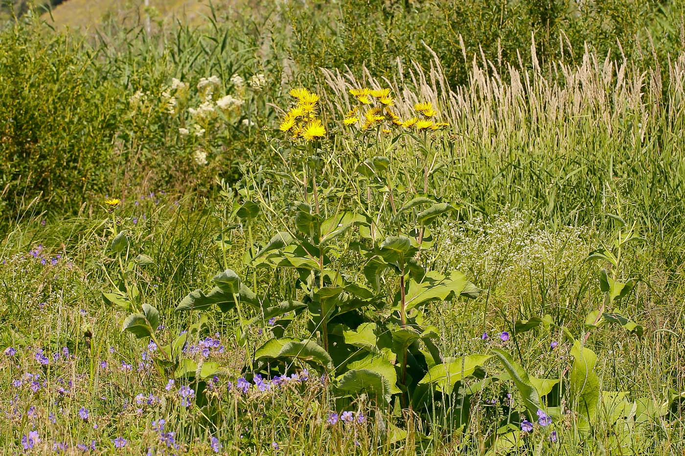 Изображение особи Inula helenium.