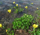 Ranunculus crassifolius