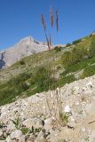 genus Calamagrostis. Плодоносящее растение. Адыгея, Кавказский биосферный заповедник, южный скалистый склон горы Оштен, исток р. Мутный Тепляк, субальпийский пояс, выс. ≈ 2000 м н.у.м., среди валунов. 30.08.2015.