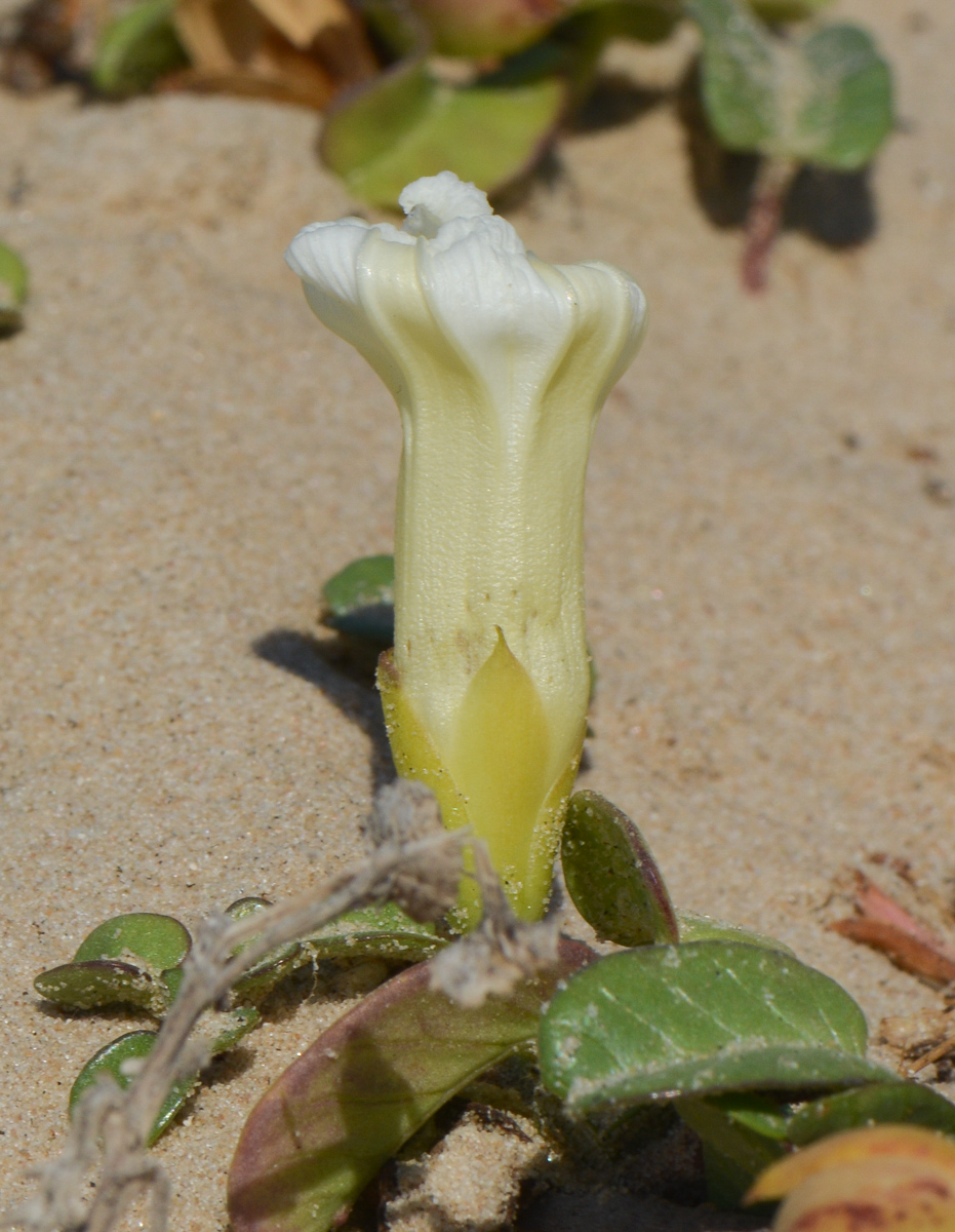 Image of Ipomoea imperati specimen.