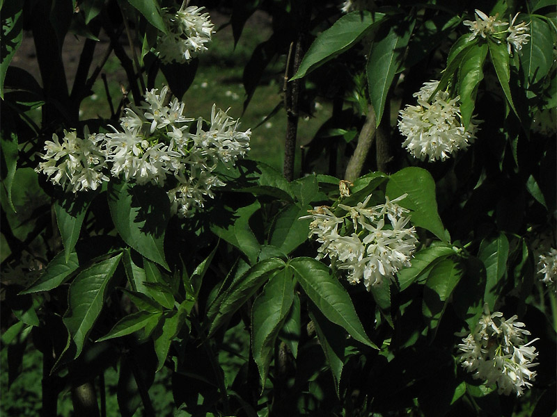 Image of Staphylea colchica specimen.