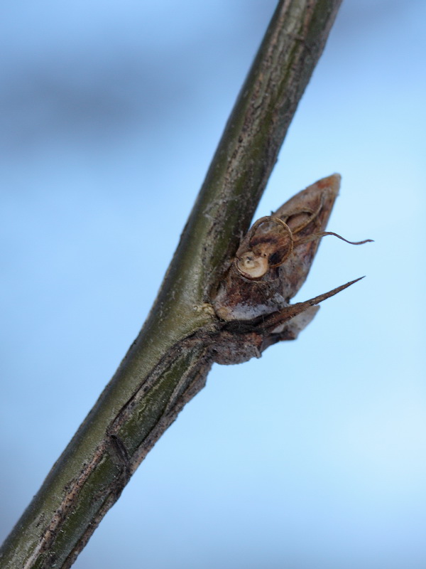 Image of Caragana arborescens specimen.