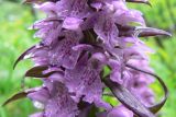 Dactylorhiza euxina. Часть соцветия. Адыгея, Кавказский биосферный заповедник, южный склон горы Фишт, смешанный пихтово-буковый лес, в траве среди деревьев, выс. ≈ 1500 м н.у.м. 11.06.2016.