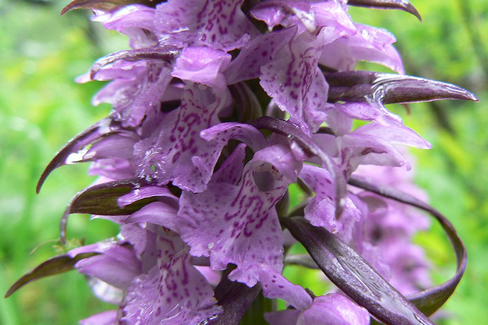 Image of Dactylorhiza euxina specimen.