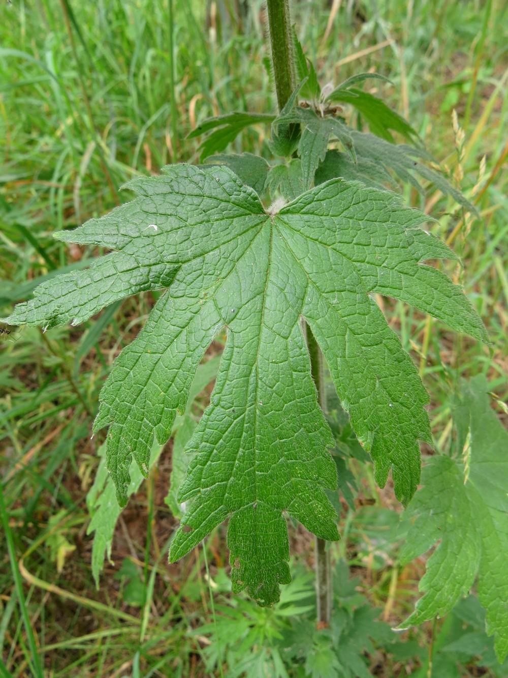 Изображение особи Leonurus quinquelobatus.