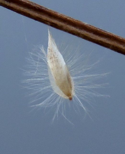 Image of Melica transsilvanica specimen.