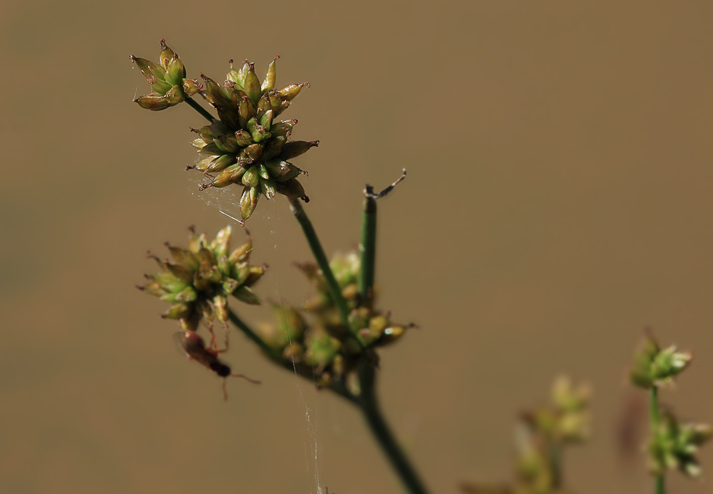 Изображение особи Juncus turczaninowii.