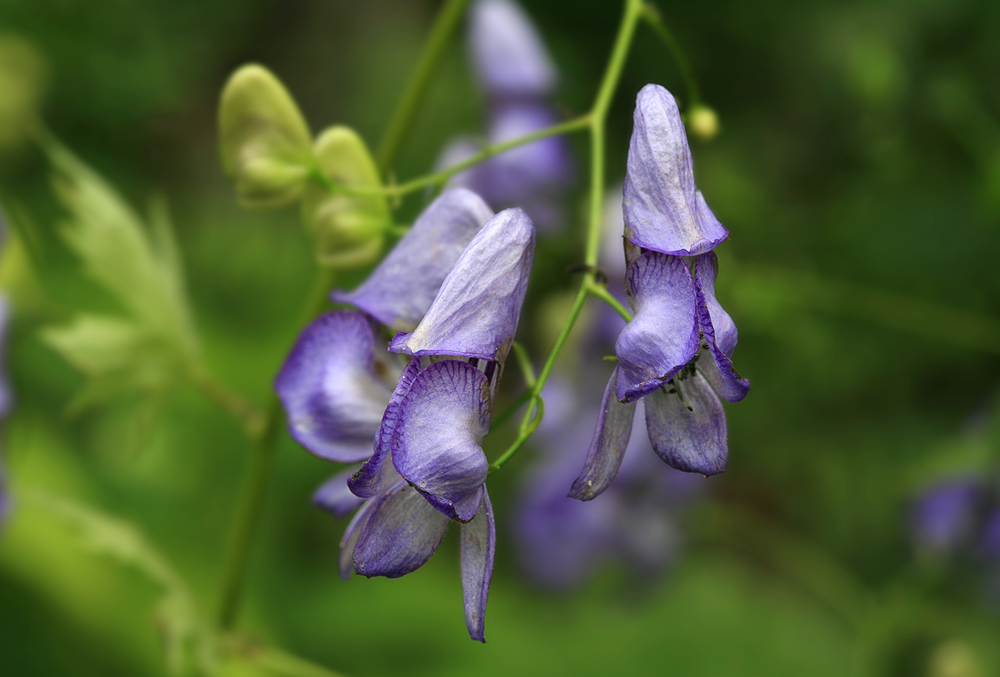 Image of Aconitum sczukinii specimen.