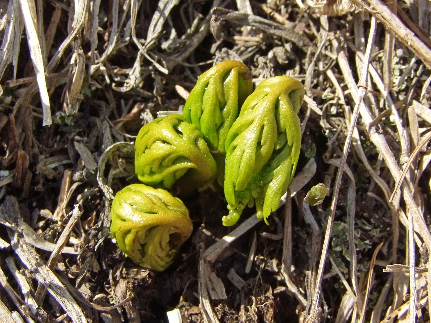 Image of Botrychium lanceolatum specimen.