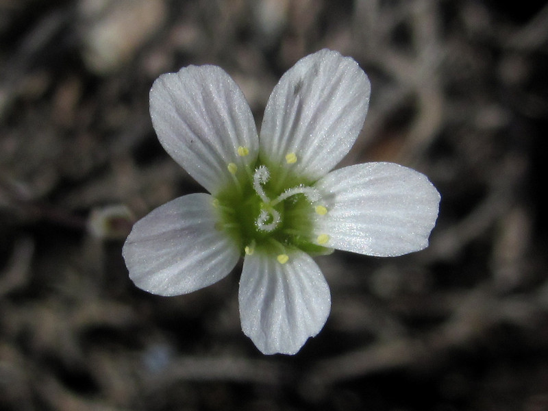 Изображение особи Holosteum marginatum.