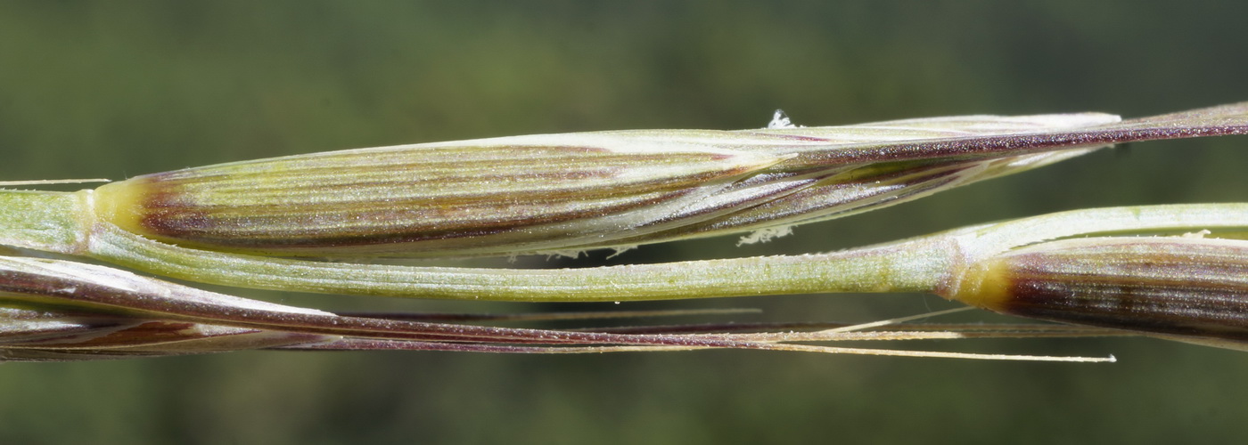 Image of Elytrigia strigosa specimen.