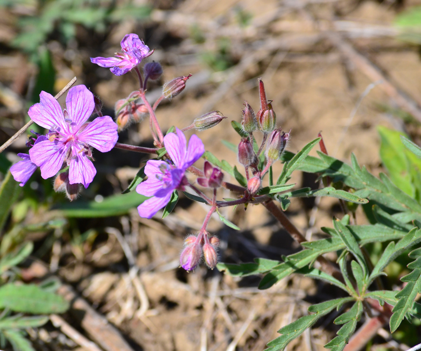 Image of Geranium tuberosum specimen.