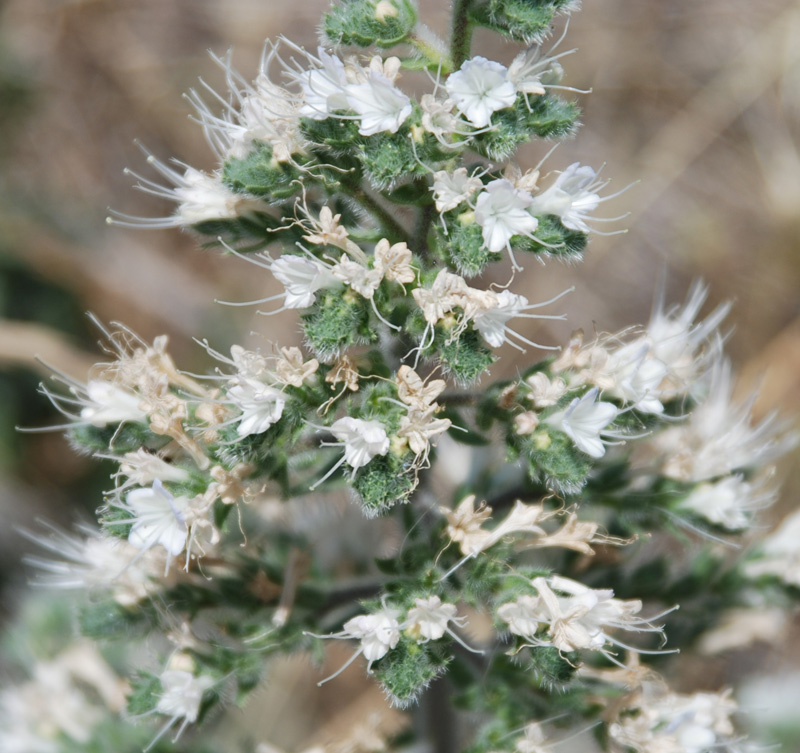 Image of Echium biebersteinii specimen.