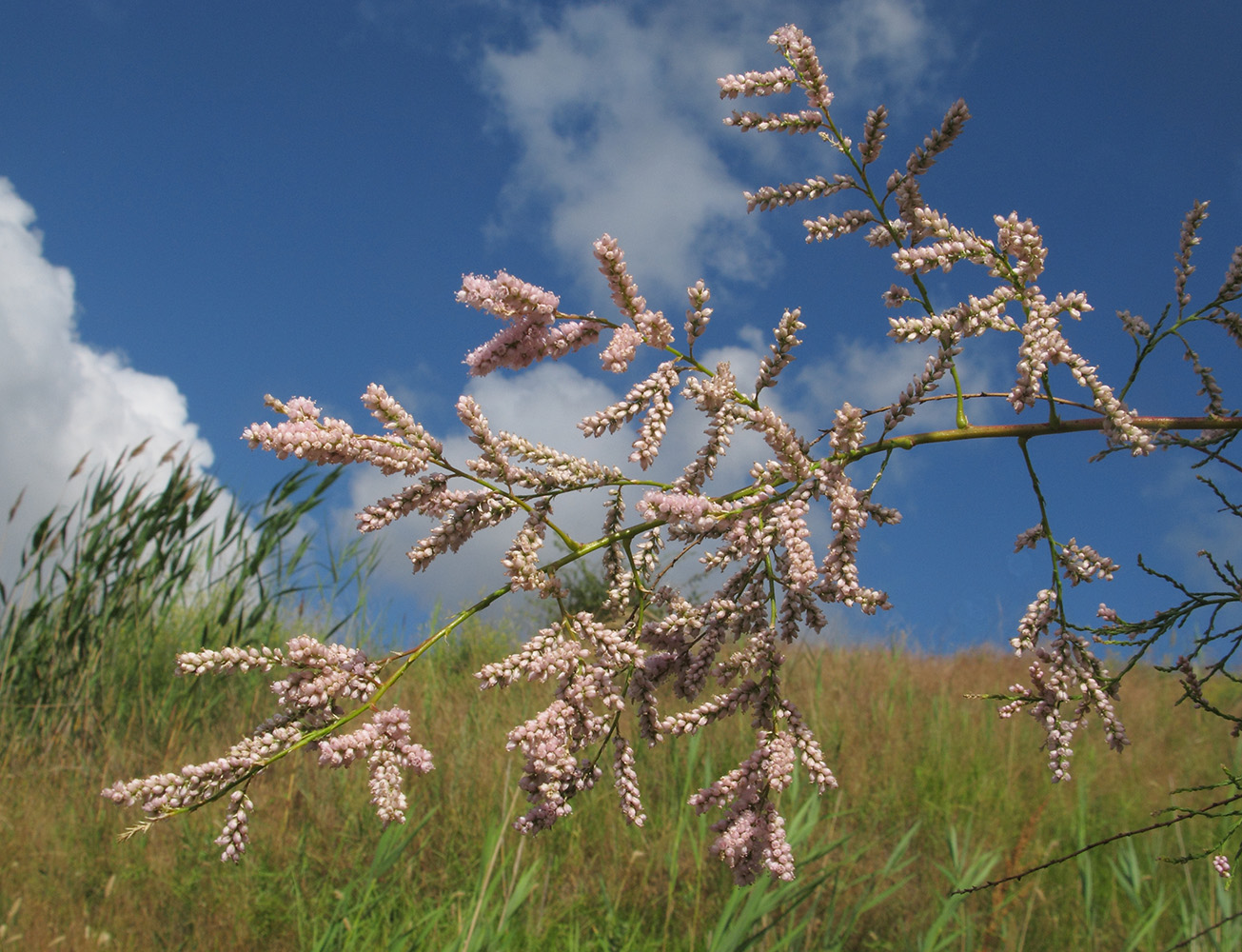 Image of Tamarix ramosissima specimen.