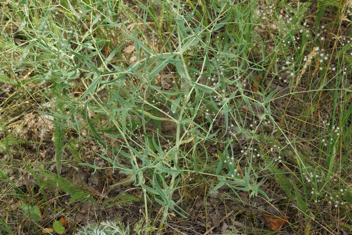 Image of Gypsophila paniculata specimen.