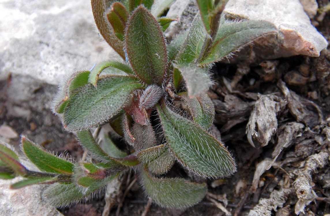 Image of Myosotis alpestris specimen.