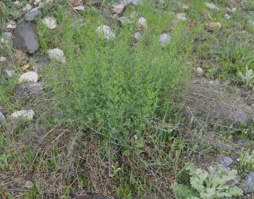 Image of Scrophularia bicolor specimen.