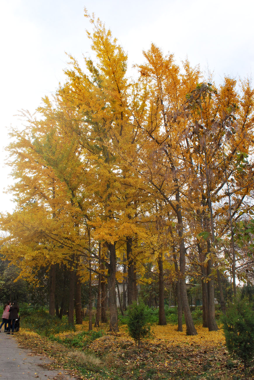 Image of Ginkgo biloba specimen.