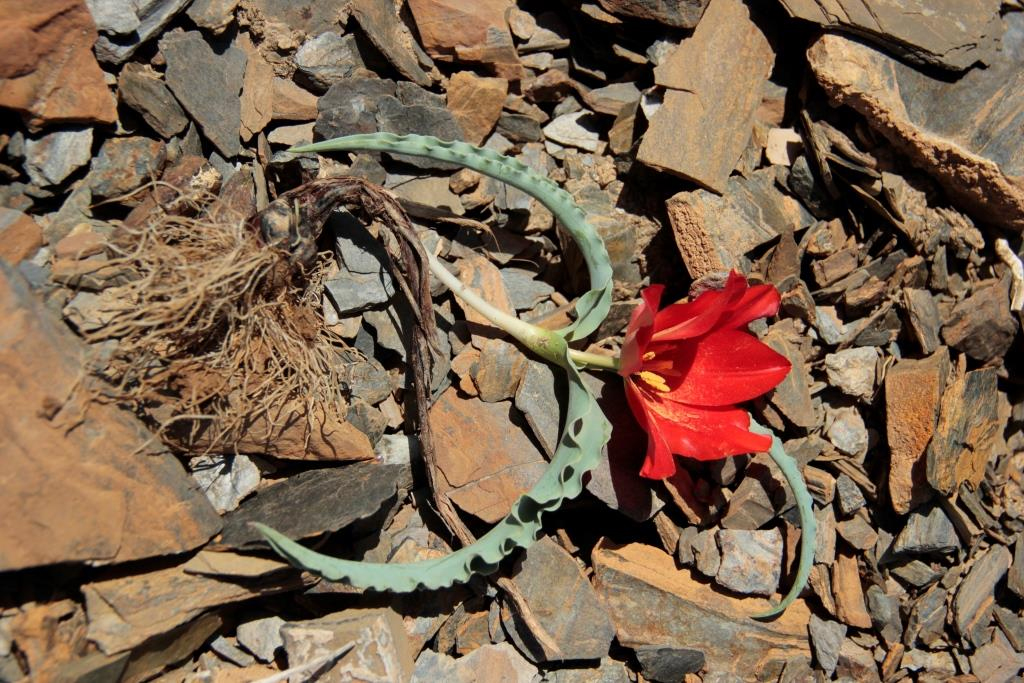 Image of Tulipa korolkowii specimen.