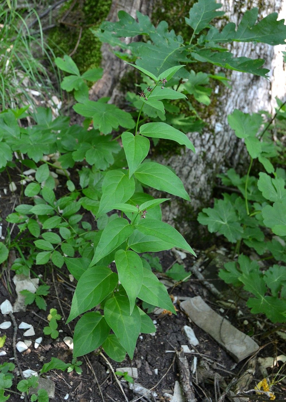 Image of Vincetoxicum scandens specimen.