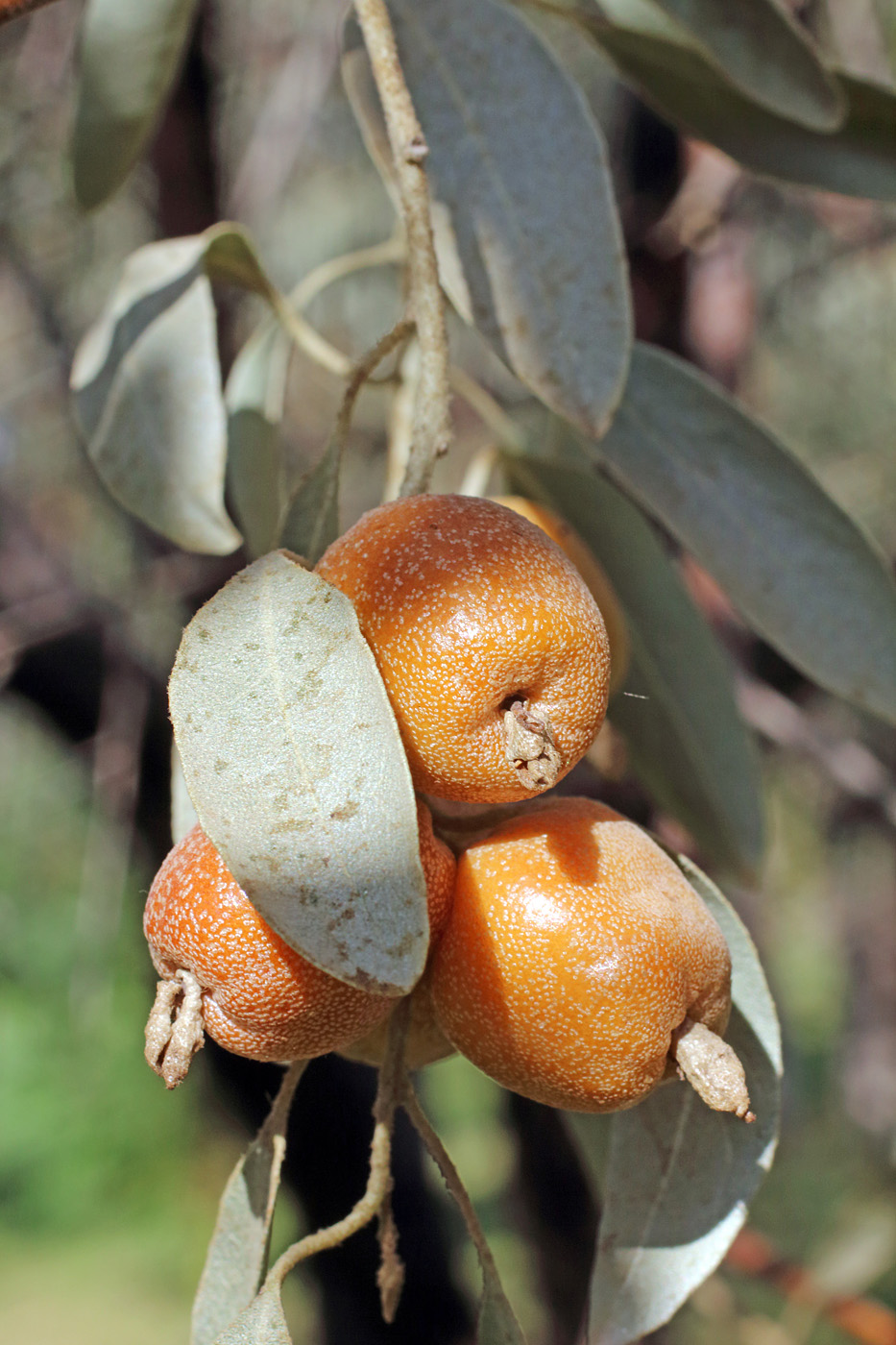 Image of Elaeagnus orientalis specimen.