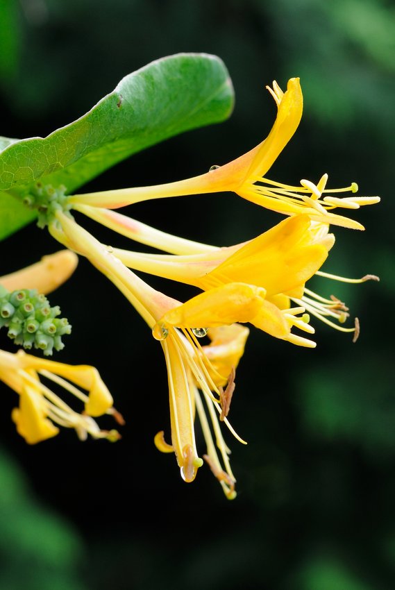 Изображение особи Lonicera &times; tellmanniana.