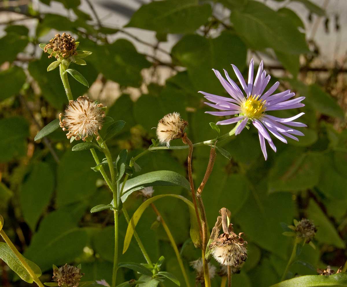 Image of Aster amellus specimen.