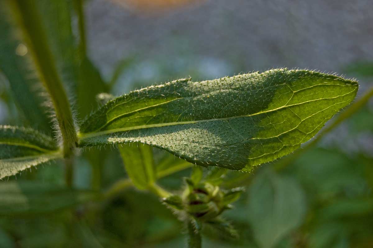 Image of Rudbeckia hirta specimen.