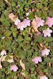 genus Oxalis