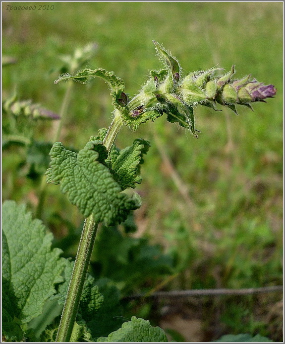 Image of Salvia stepposa specimen.