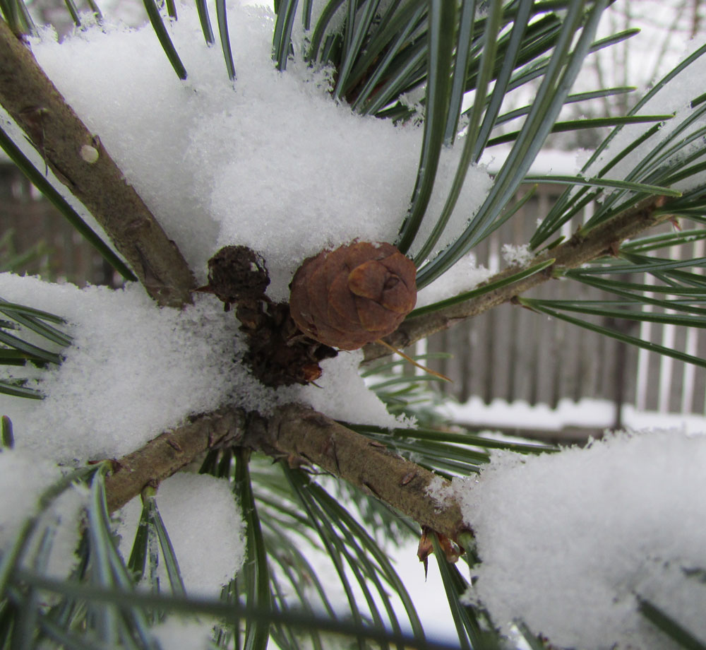 Изображение особи Pinus parviflora.