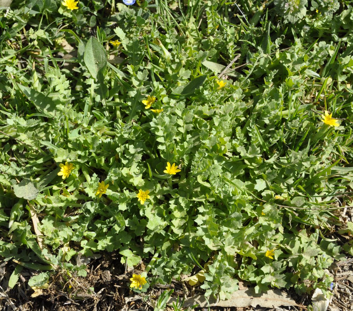 Image of Hyoseris scabra specimen.