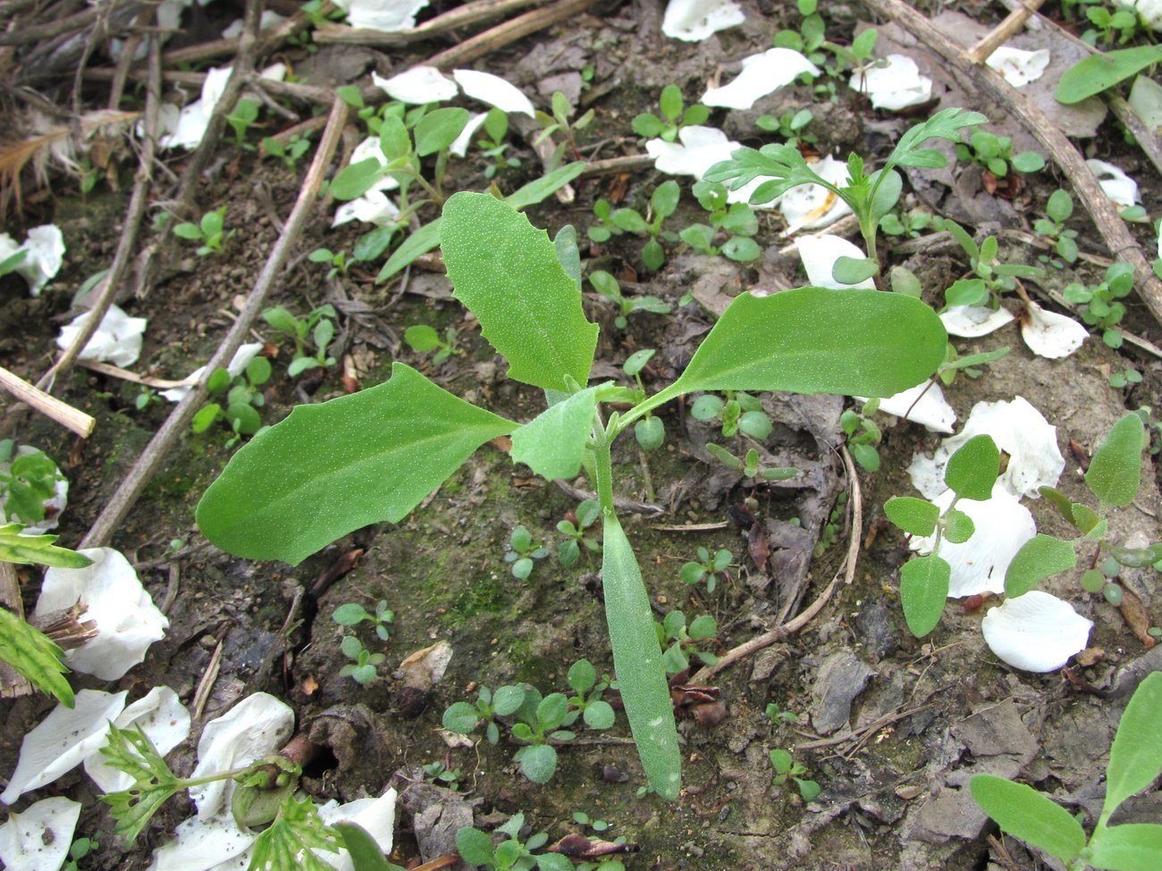 Image of Atriplex sagittata specimen.