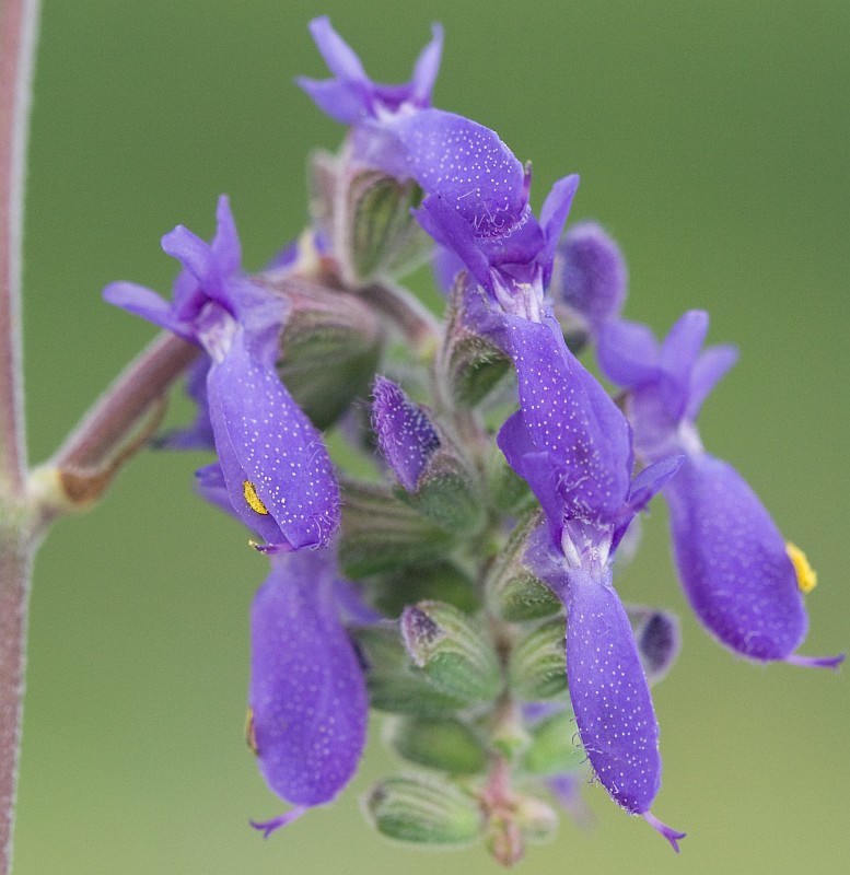 Изображение особи Salvia nutans.