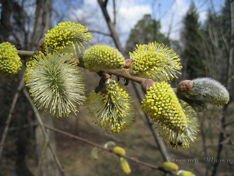 Image of Salix cinerea specimen.