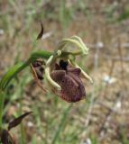 Ophrys mammosa