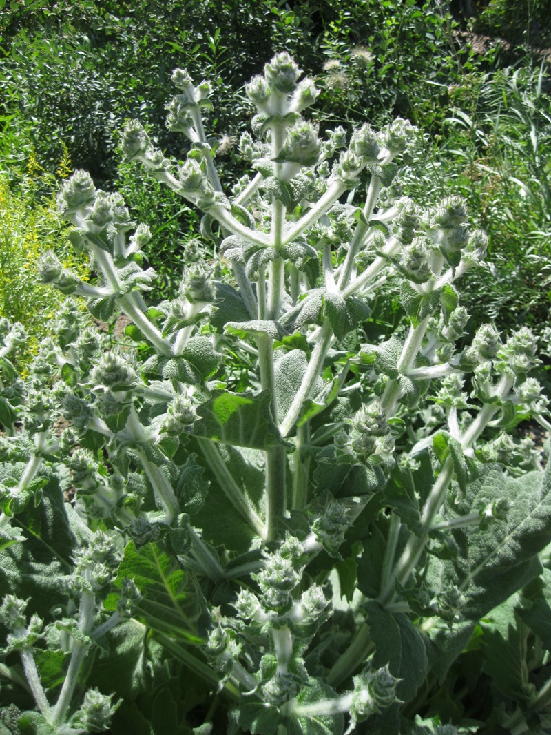 Image of Salvia aethiopis specimen.