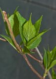 Hydrangea paniculata. Часть веточки с листьями. Пермский крвй, г. Пермь, Свердловский р-н, в городском озеленении. 2 июня 2018 г.