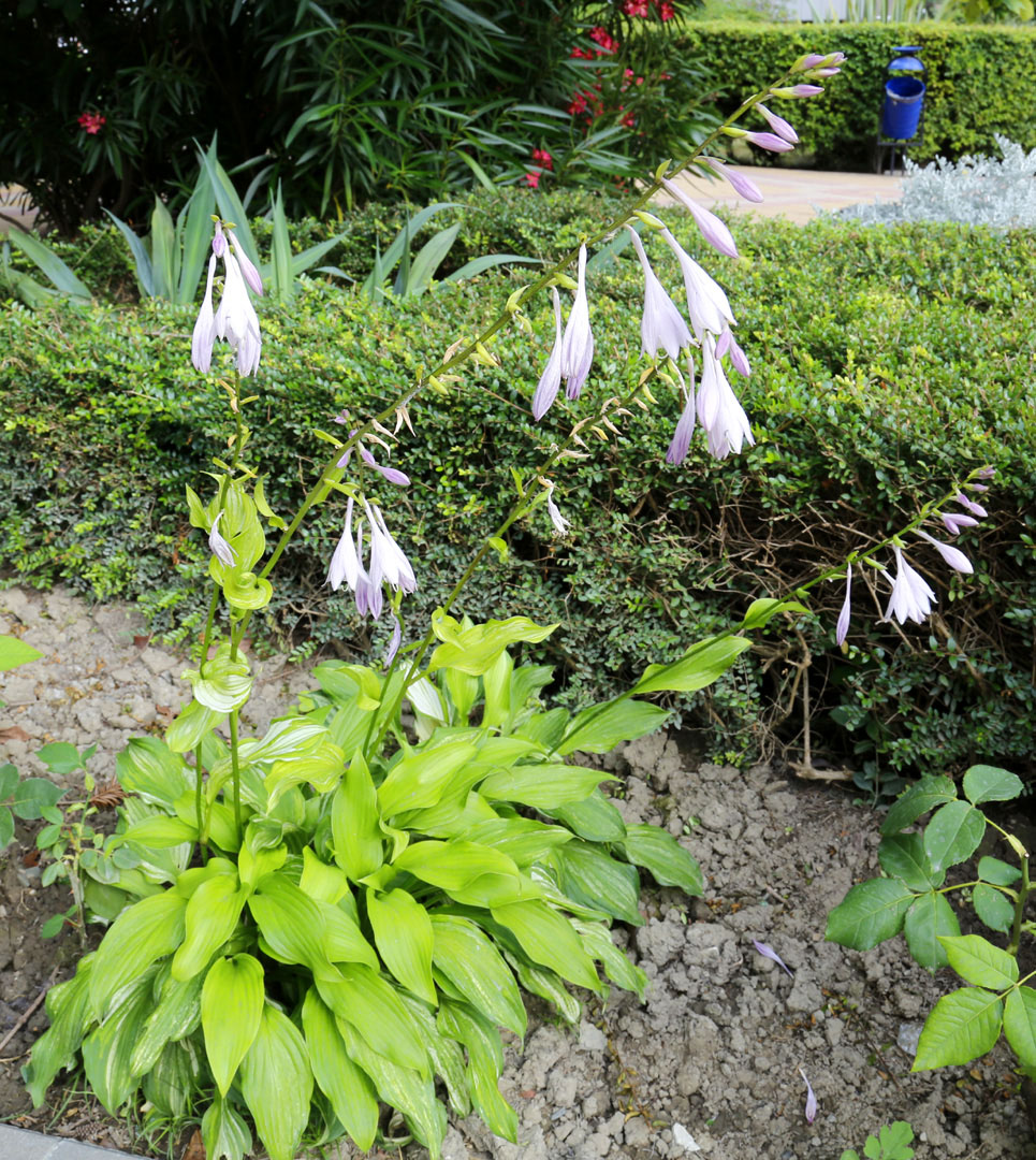 Image of genus Hosta specimen.