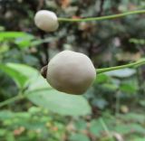 Ranzania japonica. Плод. Подмосковье, в культуре. 30 июня 2018 г.