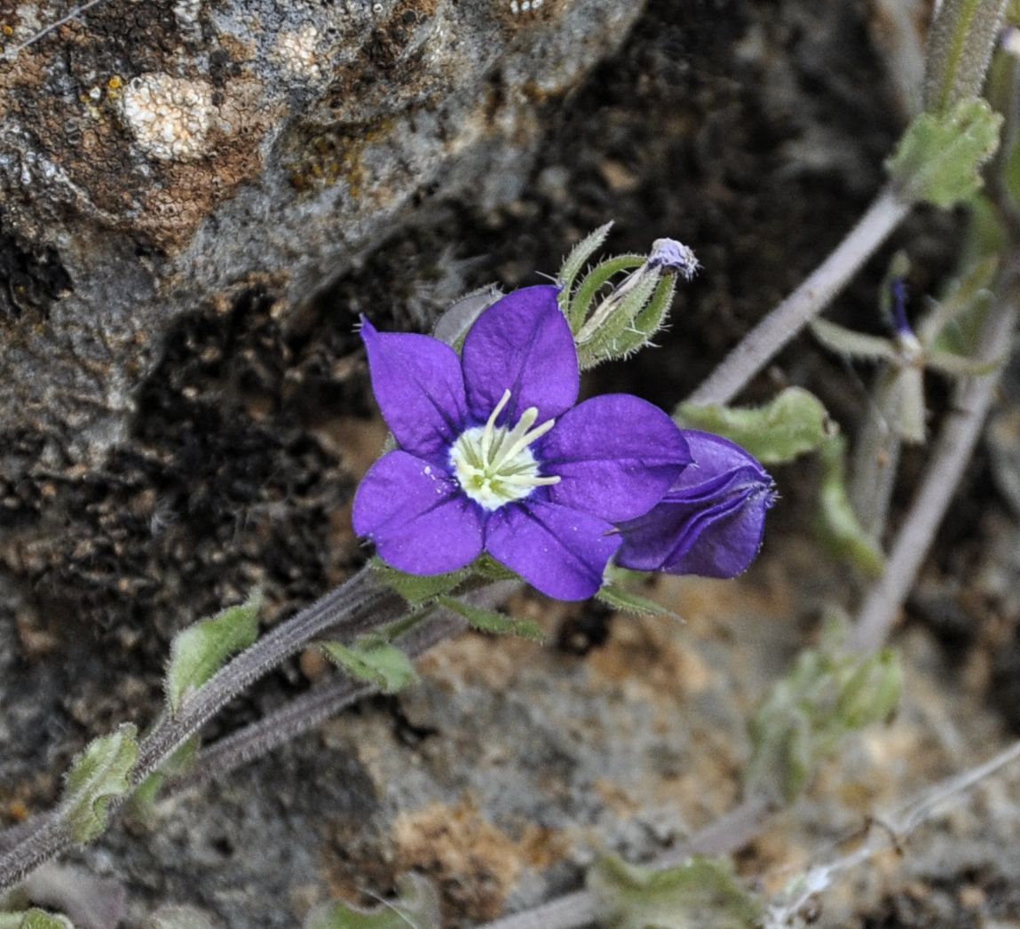 Image of Legousia speculum-veneris specimen.