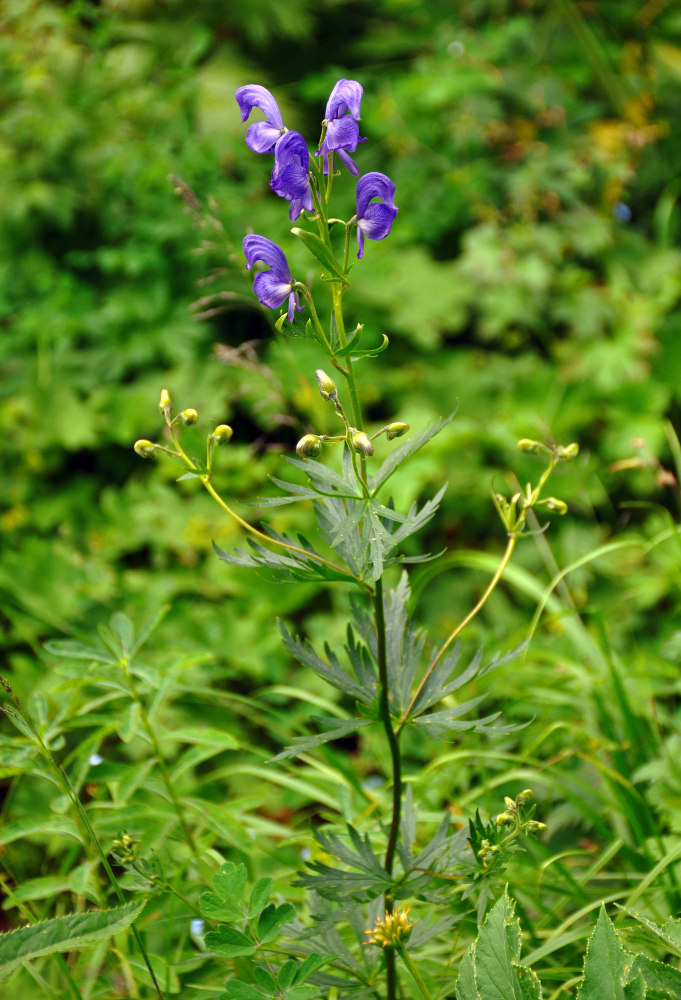 Изображение особи род Aconitum.