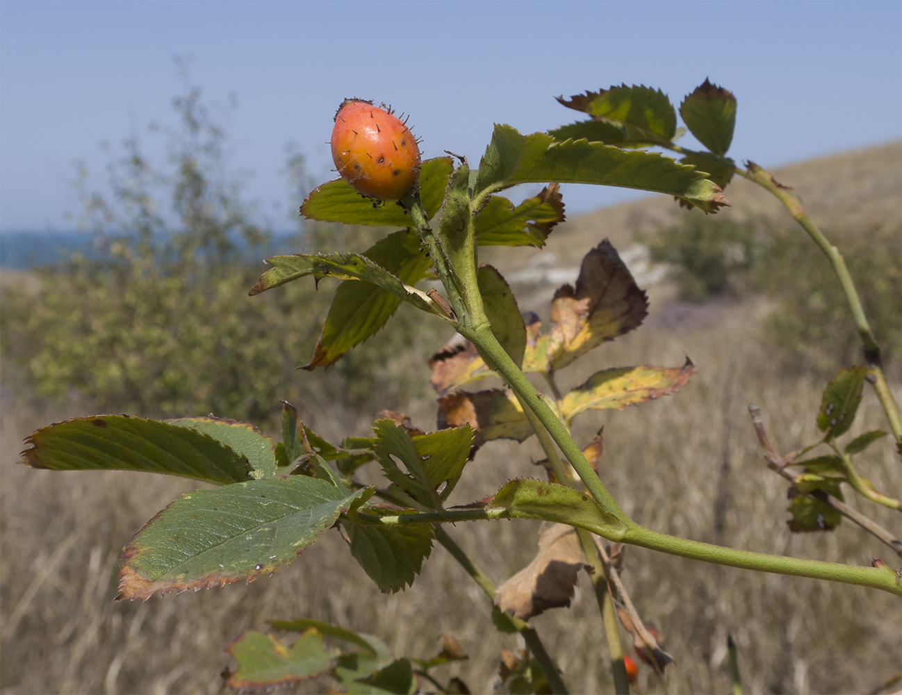 Изображение особи Rosa marginata.